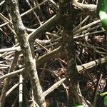 Rhizophora mangle Sonstige