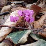 Cyclamen coum फूल