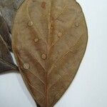 Chrysophyllum pomiferum Otro