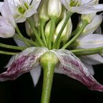 Allium bisceptrum Cvet