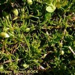 Sagina glabra Hábito