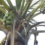 Borassus akeassii Fruit