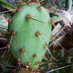 Opuntia oricola Fulla