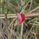 Lathyrus cicera 花