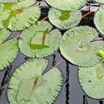 Nymphaea rubra Leaf