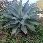 Agave attenuata Blatt