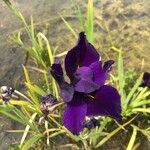 Iris ensata Virág