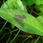 Persicaria maculosa Blatt