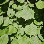 Corylus cornutaᱥᱟᱠᱟᱢ