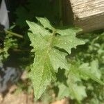 Sisymbrium erysimoides Leaf