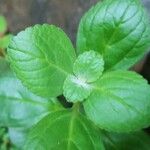 Plectranthus ornatus Листок