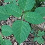 Collinsonia canadensis Hoja