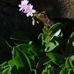 Lewisia congdonii Hábito