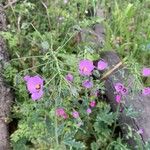 Eremalche rotundifolia Foglia