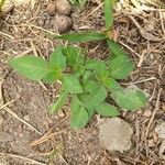 Solanum chenopodioides Ліст