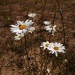 Leucanthemum graminifolium Цвят