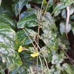 Scaevola oppositifolia Flower