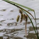 Carex pseudocyperus Fruit