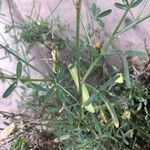Crotalaria brevidens Hoja