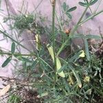 Crotalaria brevidens Folla