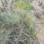 Spinifex littoreus Leaf