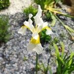 Iris orientalis Flor