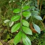 Murraya paniculata Leaf