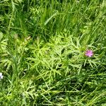 Geranium dissectum Hàbitat