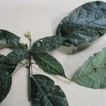 Morisonia discolor Altul/Alta