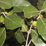 Quercus oleoides 果実