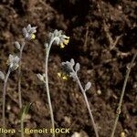 Myosotis balbisiana Habit