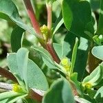 Euphorbia portulacoides Virág