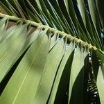 Phoenix canariensis Folha