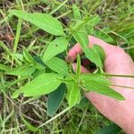 Desmodium canadense Blatt