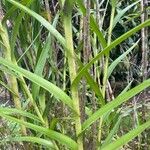 Arundina graminifolia Casca