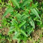 Lythrum junceum Leaf