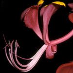 Amherstia nobilis Fleur