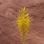 Stanleya pinnata Flower