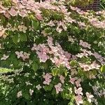 Cornus kousa Habitus