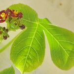 Jatropha gossypiifolia برگ