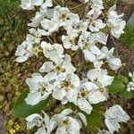 Pyrus calleryana Otro