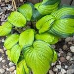 Hosta plantagineaLeaf