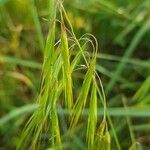 Bromus tectorum Květ