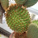 Opuntia rufida Blad