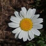 Anthemis cotula Blomma