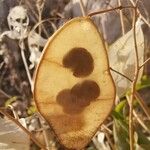 Lunaria annua Fruit