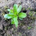 Valerianella locustaBlad