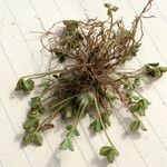 Trifolium suffocatum Costuma