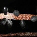 Pholidostachys pulchra Fruit