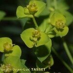 Euphorbia seguieriana Flor